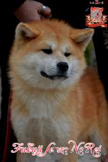 Photo №1. akita (chien) - à vendre en ville de Khmelnitsky | 700€ | Annonce №73347