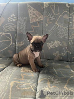 Photo №4. Je vais vendre bouledogue en ville de Zrenjanin. annonce privée - prix - négocié