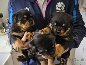 Photo №1. rottweiler - à vendre en ville de ESENS | 300€ | Annonce №174603