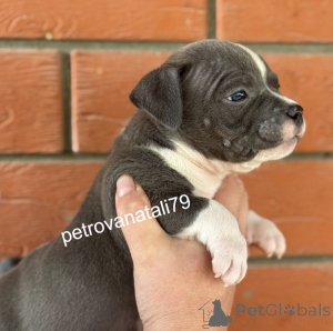 Photo №1. american bully - à vendre en ville de Krasnodar | négocié | Annonce №146123