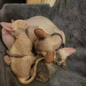 Photo №1. sphynx - à vendre en ville de Gräfelfing | 380€ | Annonce № 167238