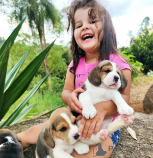 Photo №2 de l'annonce № 175632 de la vente beagle - acheter à Turquie 