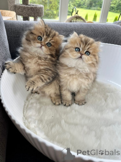 Photo №1. persan - à vendre en ville de Aizlingen | 450€ | Annonce № 157341