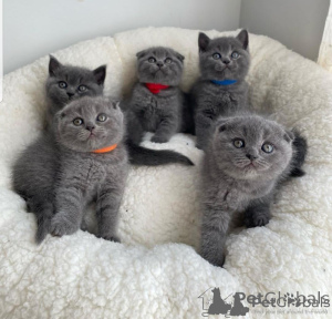 Photo №1. scottish fold - à vendre en ville de Paphos | négocié | Annonce № 156997