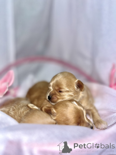 Photo №2 de l'annonce № 163303 de la vente maltipu - acheter à Emirats Arabes Unis annonce privée