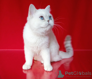 Photo №4. Je vais vendre british shorthair en ville de Rovinari. de la fourrière - prix - négocié