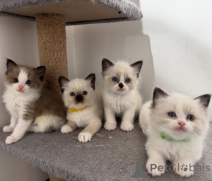 Photo №1. ragdoll - à vendre en ville de Paris | négocié | Annonce № 163536