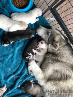 Photos supplémentaires: Chiots Husky Sibérien vaccinés avec pedigree à vendre