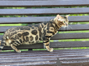 Photos supplémentaires: Magnifique chat Bengal - GrandInterChampion de la race