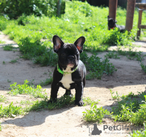 Photos supplémentaires: Chiot bouledogue français, femelle classe exposition FCI