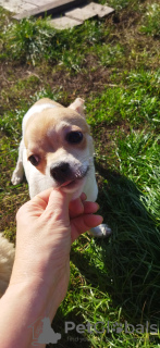 Photo №2 de l'annonce № 78053 de la vente  - acheter à Ukraine annonce privée