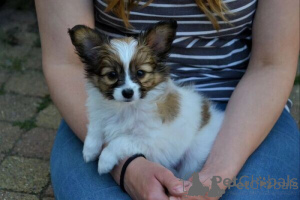 Photo №1. papillon - à vendre en ville de Bogumin | négocié | Annonce №170667