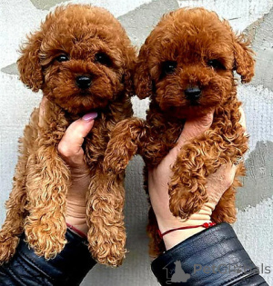 Photo №1. caniche (jouet) - à vendre en ville de Stockholm | négocié | Annonce №158371