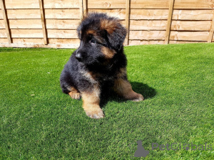 Photo №2 de l'annonce № 135291 de la vente  - acheter à République Tchèque 