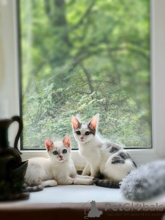 Photo №1.  - à vendre en ville de Rivière moscou | Gratuit | Annonce № 145400