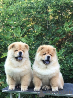 Photos supplémentaires: Chow Chow, de merveilleux chiots