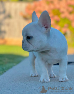 Photo №2 de l'annonce № 121754 de la vente bouledogue - acheter à Portugal éleveur