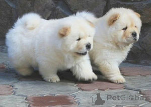 Photo №1. chow-chow - à vendre en ville de Kildare | négocié | Annonce №158262