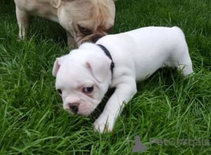 Photo №1. Beaux chiens bouledogues français en ville de Москва. Prix - 473€. Annonce № 117230