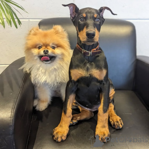 Photo №3. Super incroyable chiots Doberman Pinscher. Albanie