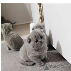Photo №4. Je vais vendre british shorthair en ville de Ohio City. éleveur - prix - 1063€