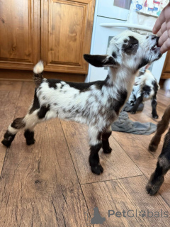 Photo №3. AVANT D'ENVOYER UN MESSAGE, VEUILLEZ LIRE - Assurez-vous d'avoir déjà discuté. USA