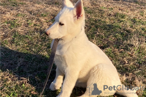 Photo №1. berger allemand - à vendre en ville de Marietta | négocié | Annonce №110062