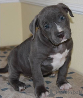 Photo №1. american pit bull terrier - à vendre en ville de Aschaffenburg | négocié | Annonce №167500