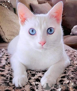 Photo №1. bobtail japonais - à vendre en ville de Aizlingen | 500€ | Annonce № 157695