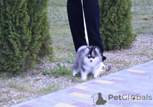 Photo №3. Chiots de micro de poivre. Fédération de Russie