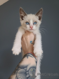 Photo №3. Beaux chatons raquettes. Pays Bas