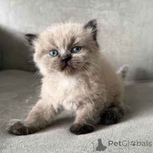 Photo №1. himalayen - à vendre en ville de Haar | 350€ | Annonce № 173635