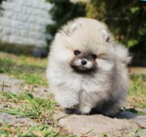 Photo №4. Je vais vendre  en ville de .  - prix - 953&euro;