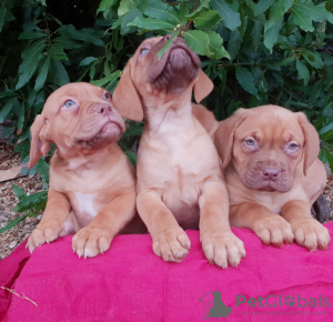 Photo №3. chiots dogues de bordeaux. Lituanie