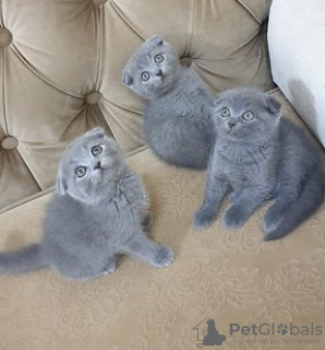 Photo №1. scottish fold - à vendre en ville de Амстердам | négocié | Annonce № 75591