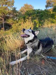 Photo №1. husky de sibérie - à vendre en ville de Tbilissi | Gratuit | Annonce №24922