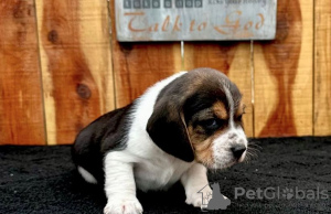 Photo №1. beagle - à vendre en ville de Веймар | 400€ | Annonce №97187