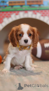 Photo №2 de l'annonce № 172223 de la vente cavalier king charles spaniel - acheter à La finlande annonce privée