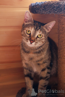 Photos supplémentaires: La chatte affectueuse Melissa est à la recherche d'un foyer.