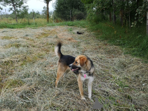 Photo №3. Ultra est une jeune fille gentille et affectueuse qui cherche sa famille. Fédération de Russie