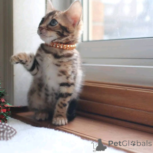 Photo №3. Chatons du Bengale à adopter. La finlande