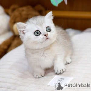 Photo №3. beaux chatons munchkin pour la réhomation. USA