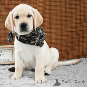 Photo №2 de l'annonce № 173205 de la vente labrador retriever - acheter à Allemagne annonce privée