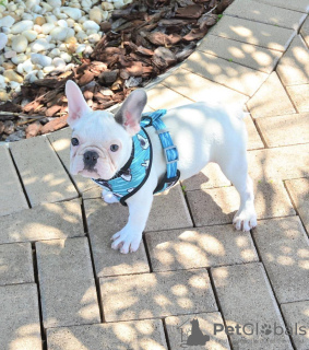 Photos supplémentaires: bouledogue français