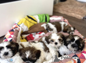 Photo №1. shih tzu - à vendre en ville de Zombodze | négocié | Annonce №31809