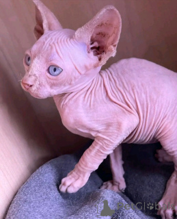 Photo №1. sphynx - à vendre en ville de Berlin | 500€ | Annonce № 137229