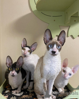 Photo №1. cornish rex - à vendre en ville de Eksjo | négocié | Annonce № 161164