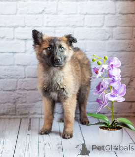 Photo №2 de l'annonce № 165872 de la vente chien bâtard - acheter à Fédération de Russie annonce privée