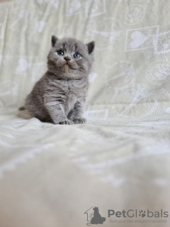 Photo №3. Chaton British Shorthair de 12 semaines.. Grèce