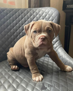 Photo №2 de l'annonce № 176154 de la vente bouledogue américain - acheter à USA annonce privée